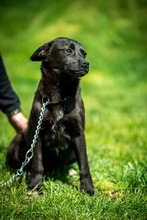CYRO, Hund, Mischlingshund in Bad Wünnenberg - Bild 4
