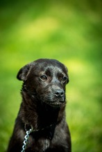 CYRO, Hund, Mischlingshund in Bad Wünnenberg - Bild 5