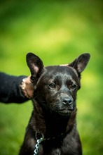 CYRO, Hund, Mischlingshund in Bad Wünnenberg - Bild 6