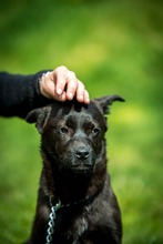 CYRO, Hund, Mischlingshund in Bad Wünnenberg - Bild 7