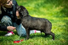 CYRO, Hund, Mischlingshund in Bad Wünnenberg - Bild 8