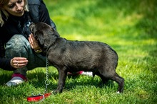 CYRO, Hund, Mischlingshund in Bad Wünnenberg - Bild 9