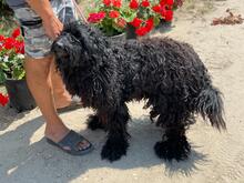 BALTO, Hund, Puli in Ungarn - Bild 2