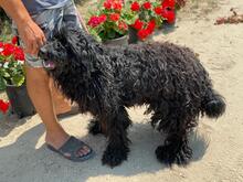 BALTO, Hund, Puli in Ungarn - Bild 4
