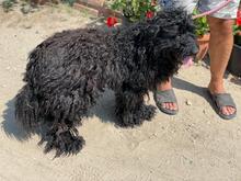 BALTO, Hund, Puli in Ungarn - Bild 5