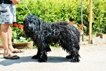BALTO, Hund, Puli in Ungarn - Bild 7