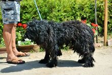 BALTO, Hund, Puli in Ungarn - Bild 9