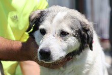 LITCHI, Hund, Mischlingshund in Rumänien - Bild 1