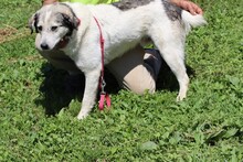 LITCHI, Hund, Mischlingshund in Rumänien - Bild 2