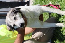 LITCHI, Hund, Mischlingshund in Rumänien - Bild 3