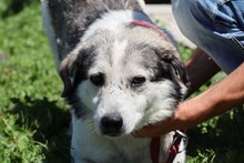 LITCHI, Hund, Mischlingshund in Rumänien - Bild 4