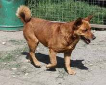 SIFRA, Hund, Mischlingshund in Ungarn - Bild 1