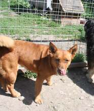 SIFRA, Hund, Mischlingshund in Ungarn - Bild 2