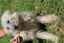 YOKI, Hund, Bearded Collie-Mix in Rumänien - Bild 2