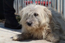 YOKI, Hund, Bearded Collie-Mix in Rumänien - Bild 4