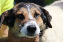 CICO, Hund, Beagle-Labrador-Mix in Rumänien - Bild 1