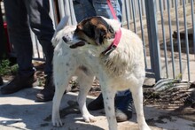 CICO, Hund, Beagle-Labrador-Mix in Rumänien - Bild 3