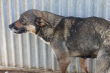 CUBA, Hund, Mischlingshund in Rumänien - Bild 2