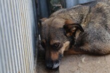 CUBA, Hund, Mischlingshund in Rumänien - Bild 3