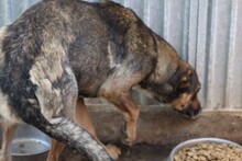 CUBA, Hund, Mischlingshund in Rumänien - Bild 4
