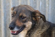 CUBA, Hund, Mischlingshund in Rumänien - Bild 5