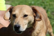 CHAI, Hund, Beagle-Labrador-Mix in Rumänien - Bild 1