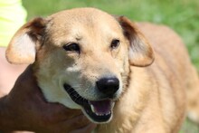 CHAI, Hund, Beagle-Labrador-Mix in Rumänien - Bild 2