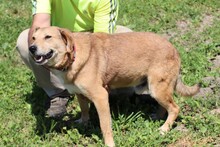 CHAI, Hund, Beagle-Labrador-Mix in Rumänien - Bild 3