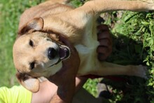 CHAI, Hund, Beagle-Labrador-Mix in Rumänien - Bild 5