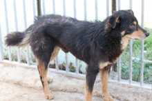 CANGO, Hund, Pinscher-Mix in Rumänien - Bild 2