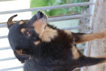 CANGO, Hund, Pinscher-Mix in Lohra-Reimershausen - Bild 3