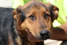 BILLY, Hund, Labrador-Deutscher Schäferhund-Mix in Rumänien - Bild 1