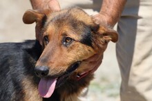 BILLY, Hund, Labrador-Deutscher Schäferhund-Mix in Rumänien - Bild 2