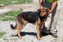 BILLY, Hund, Labrador-Deutscher Schäferhund-Mix in Rumänien - Bild 4