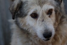 BIRANDO, Hund, Schnauzer-Hütehund-Mix in Rumänien - Bild 1