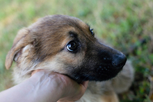 LEILA, Hund, Mischlingshund in Kroatien - Bild 1