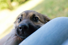 LEILA, Hund, Mischlingshund in Kroatien - Bild 3
