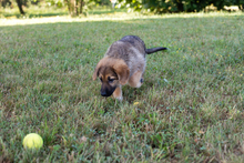 LEILA, Hund, Mischlingshund in Kroatien - Bild 4
