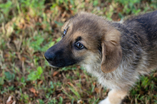 LEILA, Hund, Mischlingshund in Kroatien - Bild 5