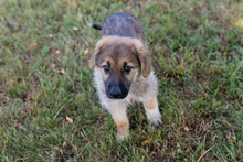 LEILA, Hund, Mischlingshund in Kroatien - Bild 7
