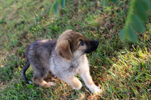 LEILA, Hund, Mischlingshund in Kroatien - Bild 8