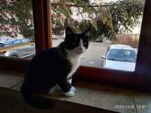 FEE, Katze, Hauskatze in Rumänien - Bild 5