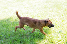 MANEO, Hund, Mischlingshund in Kroatien - Bild 2