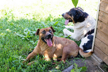 MANEO, Hund, Mischlingshund in Kroatien - Bild 4
