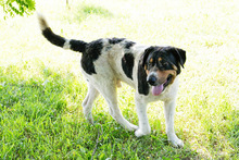BARUN, Hund, Mischlingshund in Kroatien - Bild 1