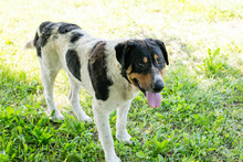 BARUN, Hund, Mischlingshund in Kroatien - Bild 2