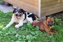 BARUN, Hund, Mischlingshund in Kroatien - Bild 4