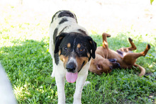BARUN, Hund, Mischlingshund in Kroatien - Bild 6