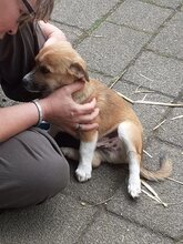 FUZZIE, Hund, Mischlingshund in Duisburg - Bild 10