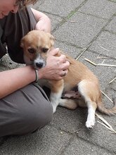 FUZZIE, Hund, Mischlingshund in Duisburg - Bild 11